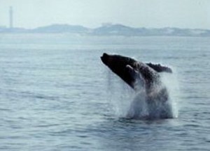 whale off p-town closer