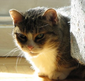 angelCloseInSun4Obit