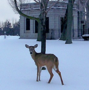 best deer in buffalo cemetary (1)