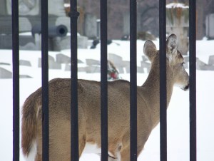 deer in buffalo two