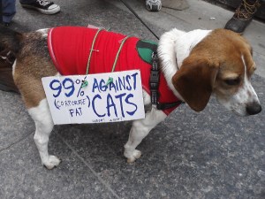 protest dog at occupy toronto