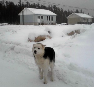 native reserve and dog best