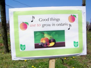 peach orchard gone BEST