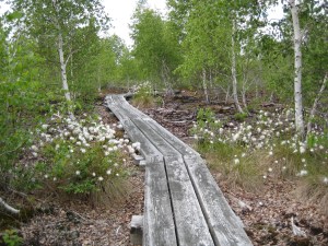 cottongrass in Wainfleet Bog CA_ksmith