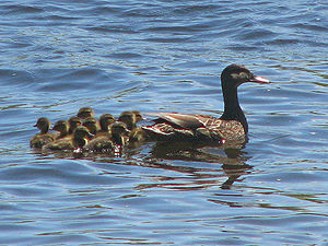 biodiversity one -Black_Duck_female_and_ducklings1[2]