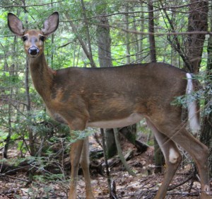 Courtesy of Dan Wiison, this photo was taken of a deer in another Ontario park near Georgian Bay.