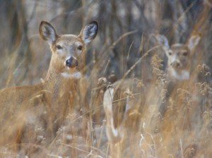 Deer in Short Hills Provincial Park and target of aboringinal hunt.
