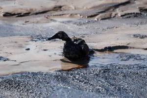 Birds slicked up in the tar sands
