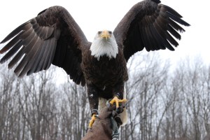 North America's largest bird of prey, the Bald Eagle
