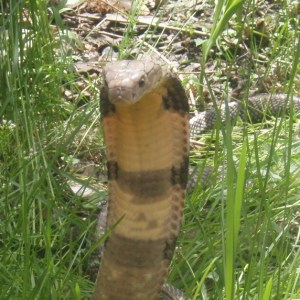 The king cobra.