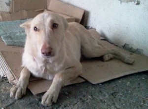 Amalia may not understand you unless you speak Greek, but he urgently needs your help anyway.