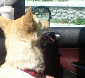 Amalia on her way to much-needed vet care