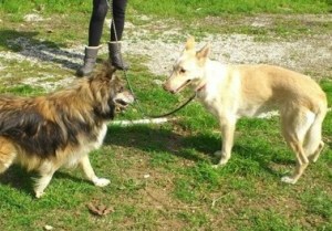 Amalia, right, and another rescued street dog, Capree, are on their way to loving homes.