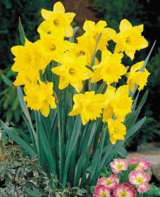A few daffodils would raise a smile.