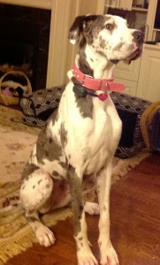 Molly is looking for a new home