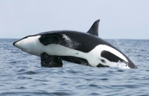 This is where Orcas - alias 'Killer Whales' belong - in the ocean with their pods.