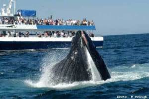 A whale watch with the Dolphin Fleet off Cape Cod, Massachusetts. 