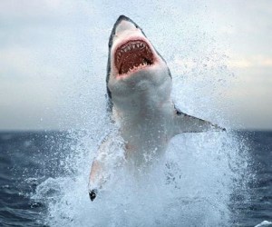 A Great White breaching off the outer beaches of Cape Cod. Never mind a petting pond. This where to see them.