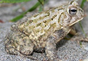 The Fowler's Toad is another living being at risk of disappearing in Ontario due to the paving over of its natural habitat and other causes.