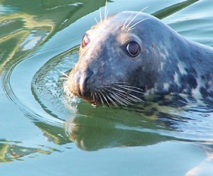 Harbour seals are a popular attraction off the shores of Cape Cod where we can visit them in their natural habitat.