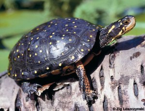 Ontario's Spotted turtle is one of many species across the province that are at risk of disappearing if more isn't done to protect them.