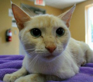 Cinamon pulling through her horrific ordeal at animal hospital