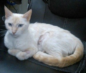 Search is still on for one or more individuals who shot this cat, Cinoman, with a cross bow in Thorold South this summer. Photo courtesy of the Lincoln County Humane Society