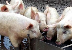 Canada's senate doing what it does best. Feeding from the public trough.