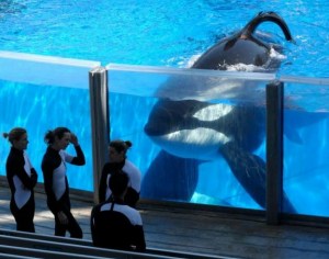 An image from the film Blackfish