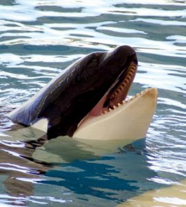 blackfish photo truthout