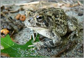The Fowler's toad, a species at risk along the shores of Lake Erie, never seems to be much of a species at risk when a big developer wants to build a condo or some other structure along the shoreline. That is when Ontario's Ministry Of Natural Resources say - go ahead and build. ... it is okay
