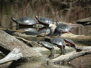 Painted turtles, home to Ontario's wetlands, aren't worth a flying fig if they interfere with a local, regional or provincial government's development bagmen's interest in gutting more wetlands in this province for urban sprawl.