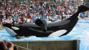 An Orca - a species of whale dubbed so wrongly and unfortunately as "killer whales" - does what it was trained to do at an amusement park somewhere in North America. 