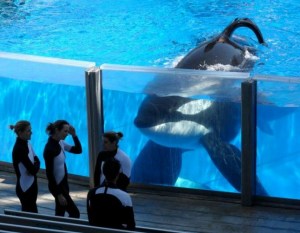 An orca - wrongly dubbed as 'killer whales' by we humans - stares through tank windows at some SeaWorld keepers. An image from the film Blackfish