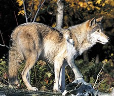 The eastern wolf, one of Ontario's most majestic carnivoers, is in danger of disappearing forwever do to habitat destruction and us not waning them around.