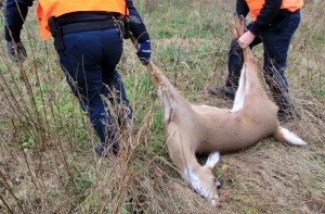 After dying deer was finished off with a shot through the head, Ontario Ministry of Natural Resources officers drag it back to the Short Hills park for native hunters. Photo by Dan Wilson