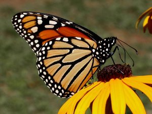 We are in danger of losing the monarch too - another victim of habitat desruction and our declaration of milk weed plants as a noxious weed.