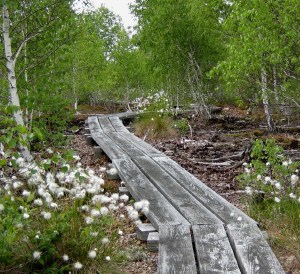 A trail through the Wainfleet Bog, one of the great conservation areas in Niagara, Ontari othe Niagara Peninsula Conservation Authority now has under its jurisdiction. File photo from NPCA.