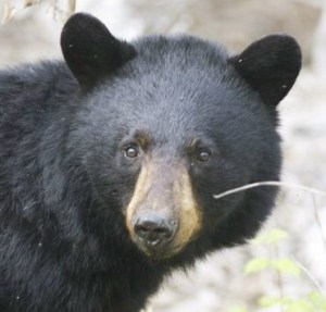 black_bear_jpg_size_xxlarge_letterbox