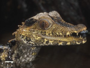 A Cuviers Dwarf Caiman, known to be the smallest species of crocodile in the world, is also among the reptiles you will meet at the Swamp Creatures exhibit at Niagara Parks' Butterfly Conservatory.