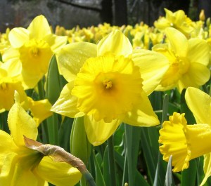 Hopefully, by the time we finally have something like spring and the daffodils bloom, Niagara At Large will bloom again.