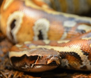 A Malysian Blood Python, one of the most beautiful and smallest pythons in the world, is among the many swampt creatures on exhibit at at the Niagara Parks Butterly Conservatory, which already invites you to a tropical paradise of butterflies from around the world. Photo courtesy of Niagara Parks.