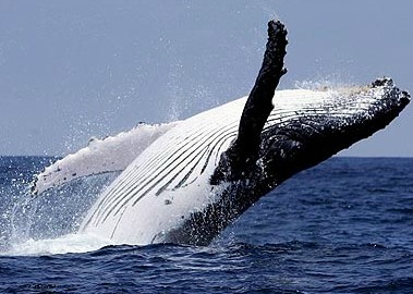 Humpback whales. one of the world's largest and most magnificent and mysteries mammals, are still fighting back from near extinction.