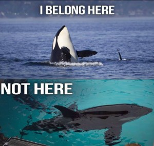 orcas, they should be here not there.