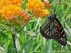 Buterfly milkweed in your garden may help save struggling monarch populations