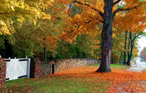 One of the many scenic stretches along the Niagara Parkway. File photo courtesy of NPC
