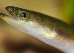 American eel - Photo from Brina Gratwicke and Ontario Nature 