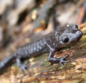 One of the many little critters that make up part of the link of life that matters to all of us.