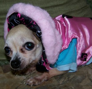 Pinky, a fine little pooch visting us from her home in Florida, is all bundled up in a sweater, coat and furry hood to do some doggie business for a few minutes outside. That is just a way of reminding all of you with furry friends to keep them out of the cold during these frigid weather conditions. Photo by Doug Draper