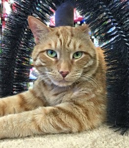 Tigger wants his birthday to be a chance for people to donate to the Animal Assistance Socity of Niagara and Community Care Thorold